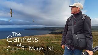 15 Meters From Thousands of Gannets - This is What I Found
