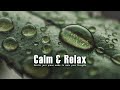 Sleep Music for a Quiet Mind | Soft Rain for Deep Rest