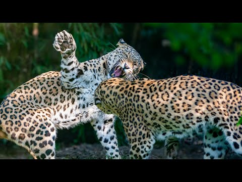 LEOPARD VS. LIONS: THE ULTIMATE BIG CAT SHOWDOWN