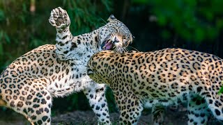 LEOPARD VS. LIONS: THE ULTIMATE BIG CAT SHOWDOWN