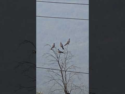 A Beautiful View of Wood Pigeons | #shorts #viral #birdslover #pigeons