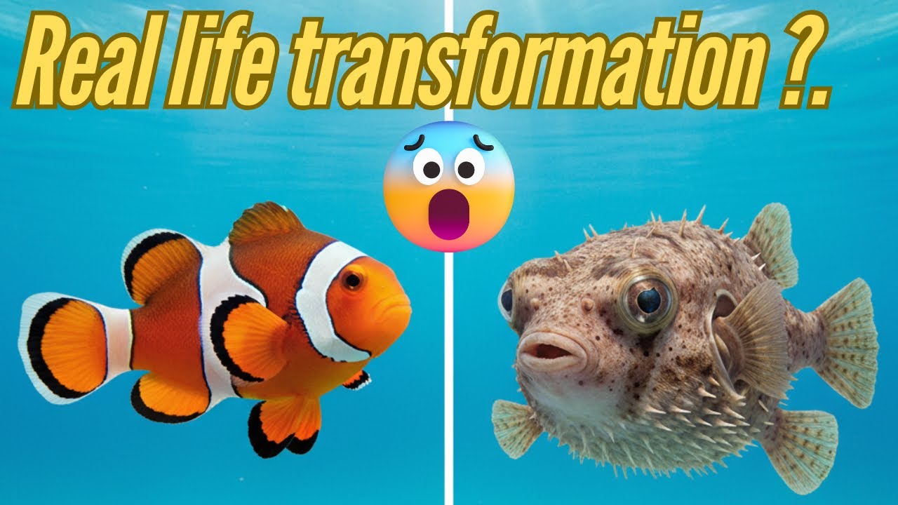 The Fish That Change Their Shape — Nature’s Ultimate Transformers!