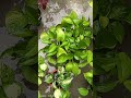 various type  of pothos... some in water and some in soil, 🌿🌱 #pothosplant #moneyplant #leaf