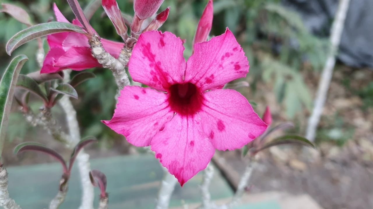 Flor de peão branco com folhas verdes escuras sobre fundo claro