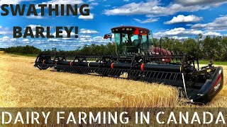 Swathing Barley With MacDon M205 Swather!