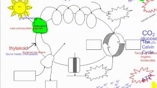 Photosynthesis Part 1   Intro IB Biology