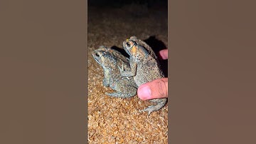 Frog laughter boing boing | Catch funny frogs | Funny Frog | Animal frog funny