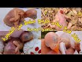 انقاذ فرخ ببغاء فائق الجمال من الموت سقط من عشه وجرح برأسه اعتنينا به 4 شهور | parrot Durra voice