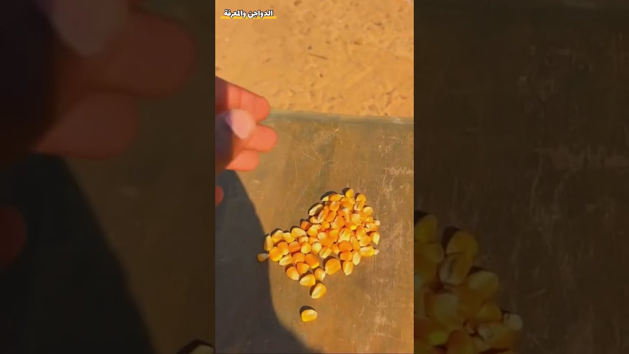 يومياتي عند الدجاج(2) أسئلة وأجوبة مع المتابعين