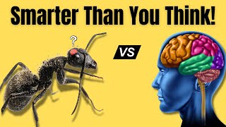 Do Teeny Tiny Ants Even Have Brains?