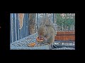 2022/01/20 チャッピー眼前初クルミ実食！