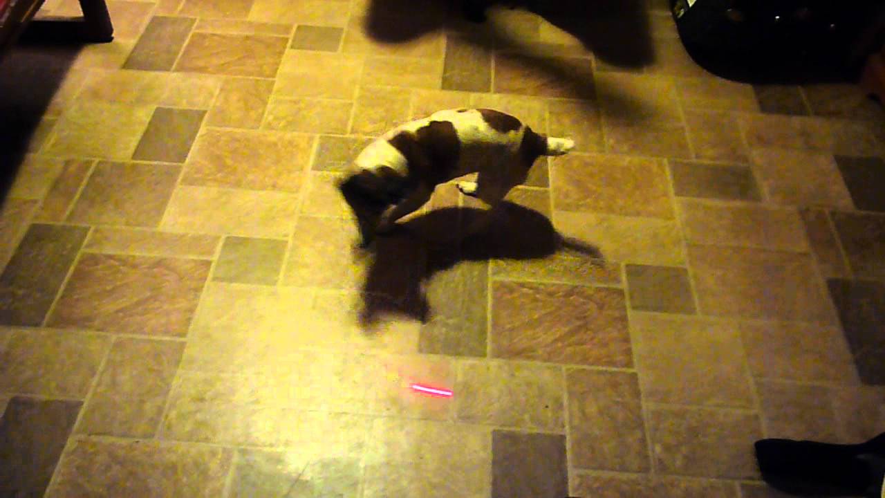 Jack Russell Terrier chasing a laser pointer YouTube
