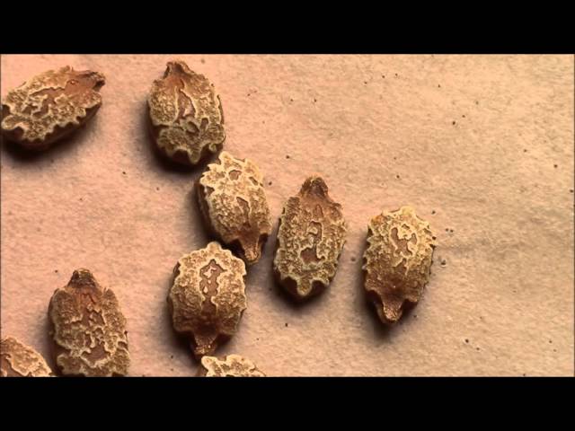 Момордика. Как прорастить семена момордики?