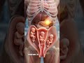 The Cervical Mucus Plug Amazing Baby Protector in 3D Animation #biology #anatomy #pregnancyjourney