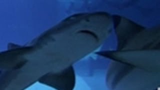 Heather Swims with Sharks! | Tanked!