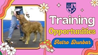 Adult Dog Training - Training Opportunities - Retro Dunbar S1E4 by Dunbar Academy 170 views 2 months ago 5 minutes, 25 seconds