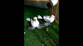 حمامة pigeon حمامه