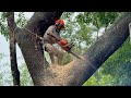 Slippery & Dangerous! Cutting down a big tree in the rain!