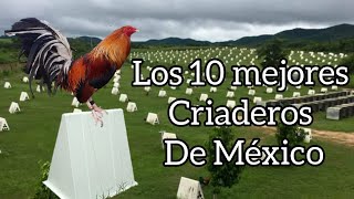 Los 10 mejores criaderos de gallos en México