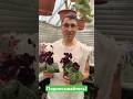 Мини-стрептокарпус DS-Burgundy Majesty фантазийный #стрептокарпусы