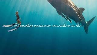 Arctic Monkeys – Anyways ( Lyrics Video)
