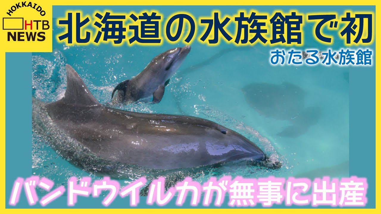 北海道の水族館で初おたる水族館のバンドウイルカが無事に出産