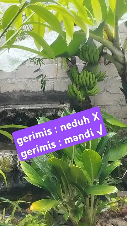 GERIMIS MEMGUNDANG 🤭🤭🤭 #aviarydepanrumah #kicaumania #burung #mangkicauoffecial