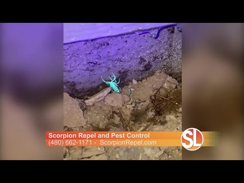 Scorpion Repel And Pest Control Can Help Keep Scorpions From Entering Your Home