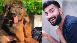 German Shepherd Dogs in Punjab