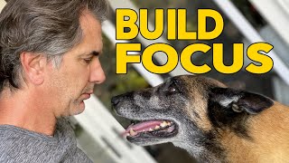 Build Focus and Connection with Your DOG