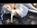 BABY KANGAROO!  ЗАЛЕЗЛИ В СУМКУ К КЕНГУРУ!!!  ОГО, ВОТ ЭТО ДА!!!!