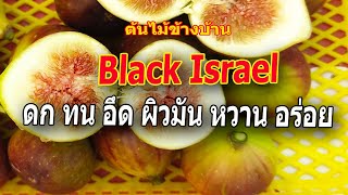 #มะเดื่อฝรั่ง อร่อย ไปชิมมะเดื่อฝรั่งพันธุ์ Black Israel ดก ทน อึด ผิวมัน หวานอร่อย#ต้นไม้ข้างบ้าน