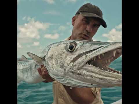 Avez-vous déjà entendu une histoire d’horreur impliquant un barracuda ?  #fishon  #danger  #fishing
