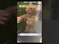 狗不可貌相 #寵物美容｜VS MEDIAｘ小雪寶寵物美容🐶🐱 x 小雪☃️