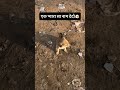 #Short_video#dog  #love #vlog #love #RB_VOLG #bherabhai#dog #dogloversdog #gujarati