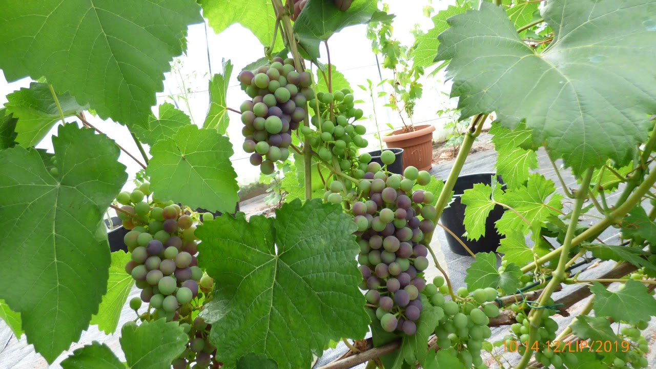 Odmiany Winorośli  (AGAT DOŃSKI)