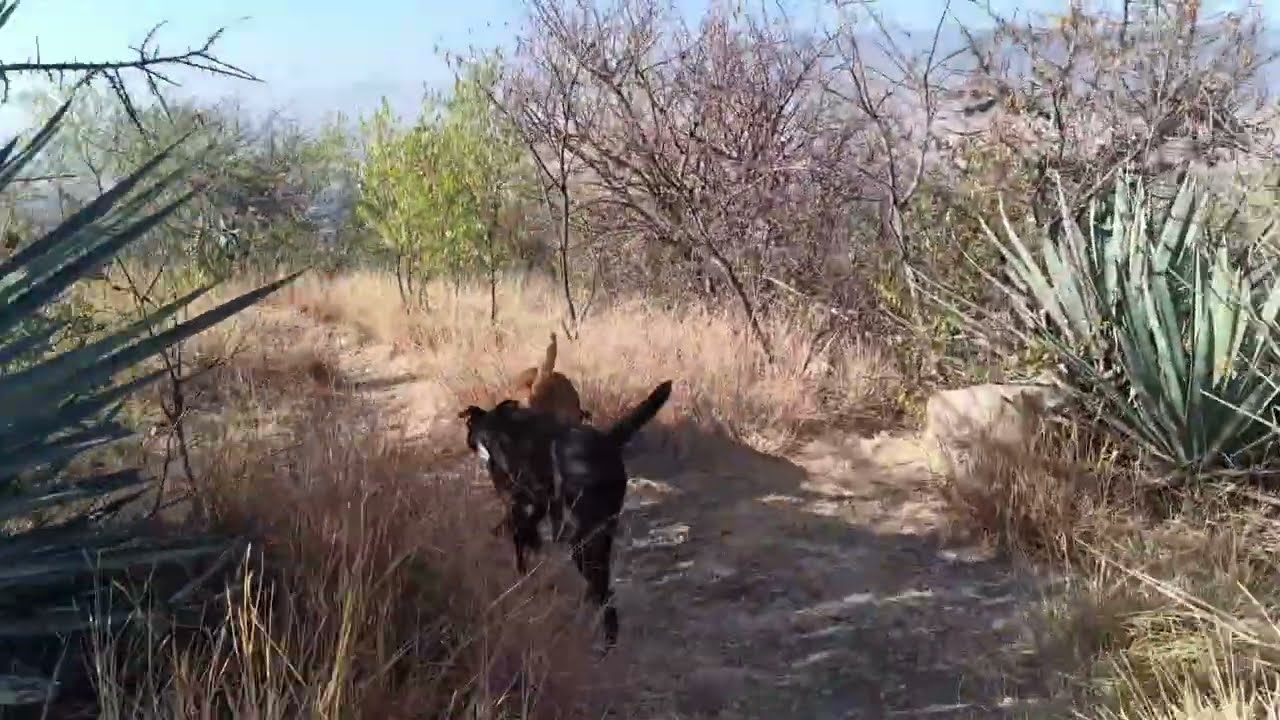 INCREÍBLE, se hicieron MILLONARIOS, tesoros de la revolución...