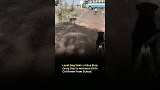 loyal dog waits at bus stop ~sigma rule 😱#ytshorts #motivation #quotes #viral #song