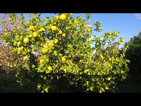 Video: Squeezed Lemon: The Meaning Of A Phraseological Unit