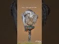 شعر عن الطير بعد ماوجده صاحبه وهوه ميت