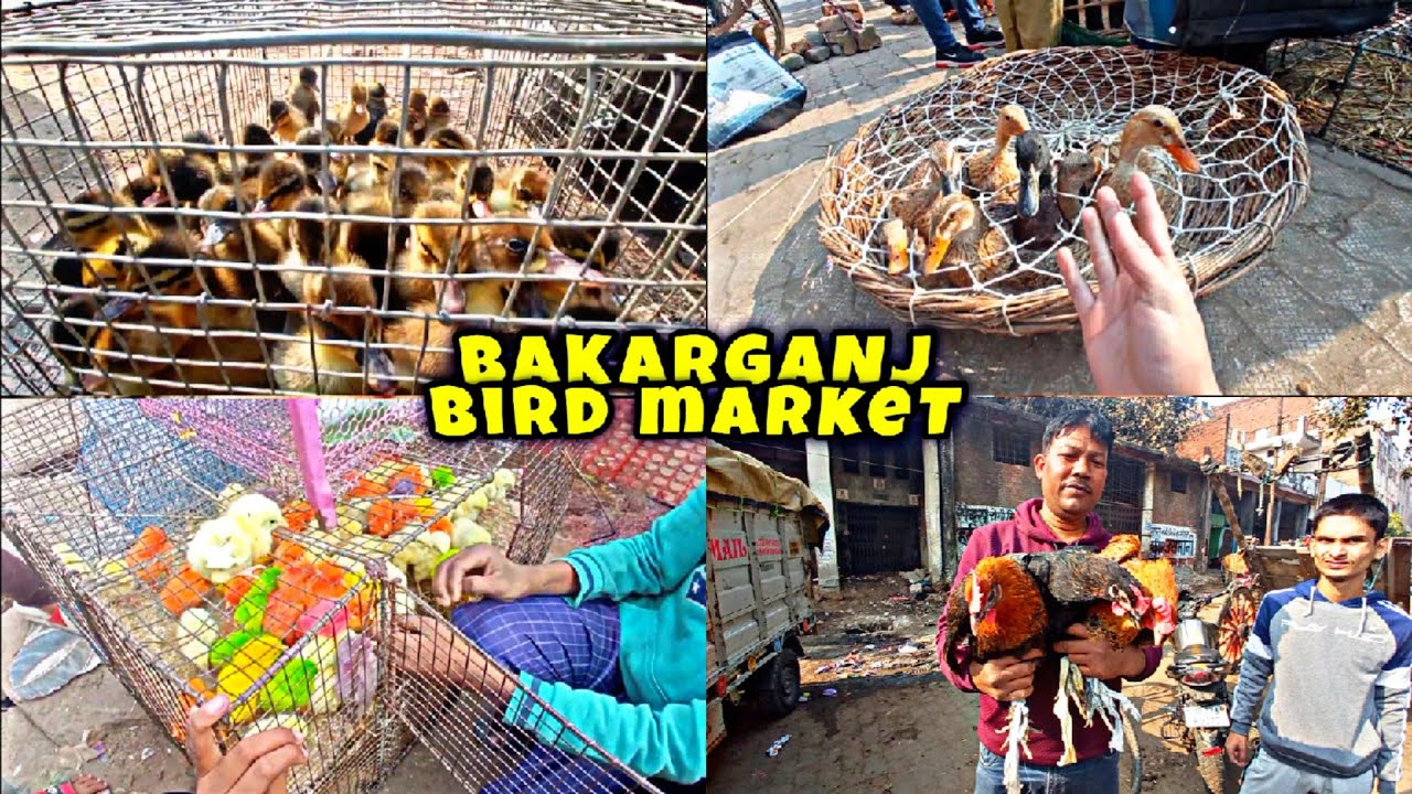 Bakar Ganj Bird Market Kanpur 🐓😍 | Ayan Rehman Pets 🐓
