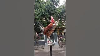 Ayam Ketawa kokok Panjang, Biasa di sebut dengan Durasi