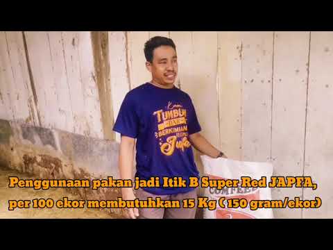 Video: Apa itu pakan manik?