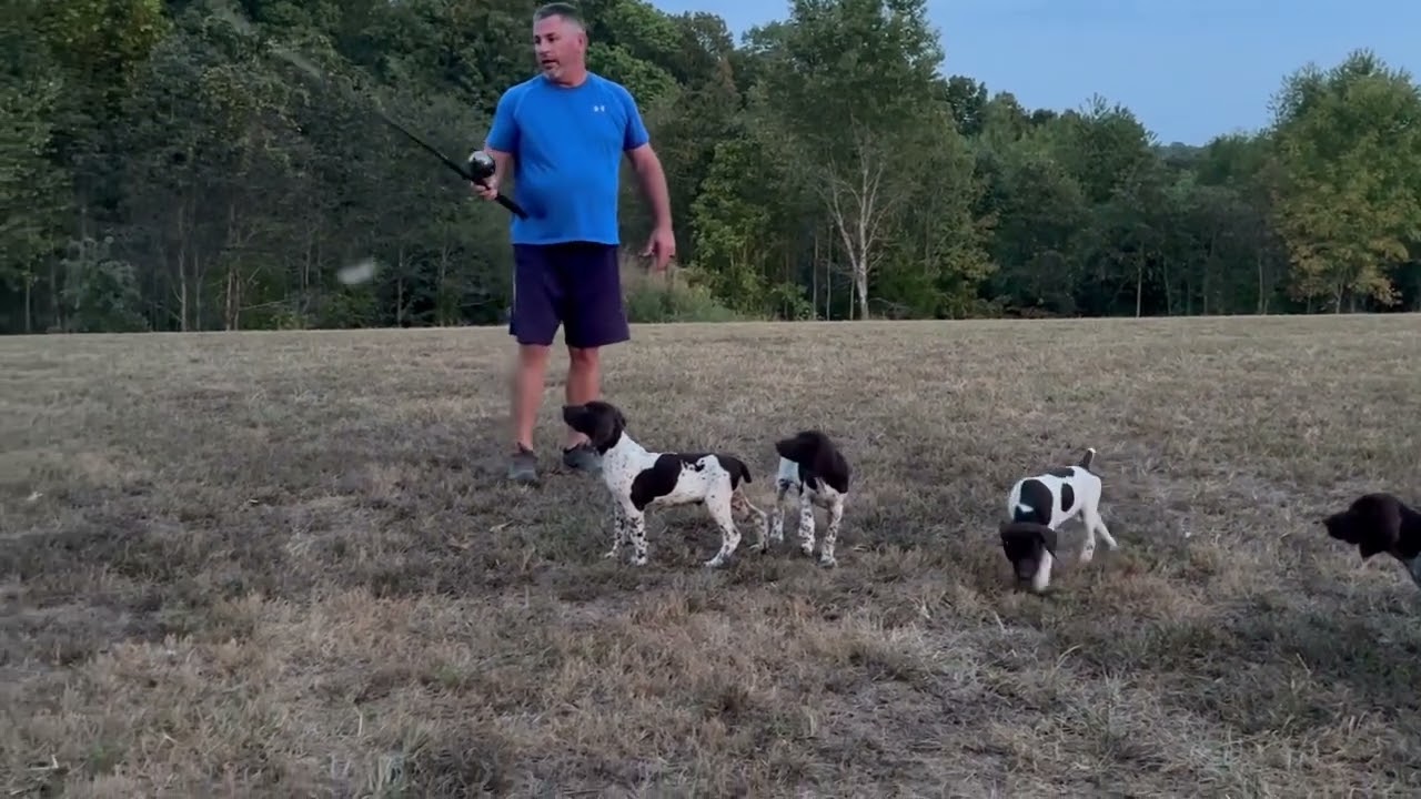 GSP PUPS