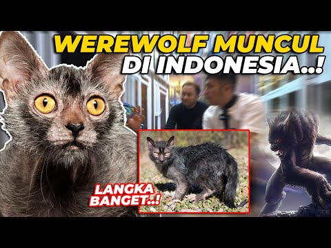 Video: Pins dan Jarum: Apakah Akupunktur untuk Kucing Bekerja?