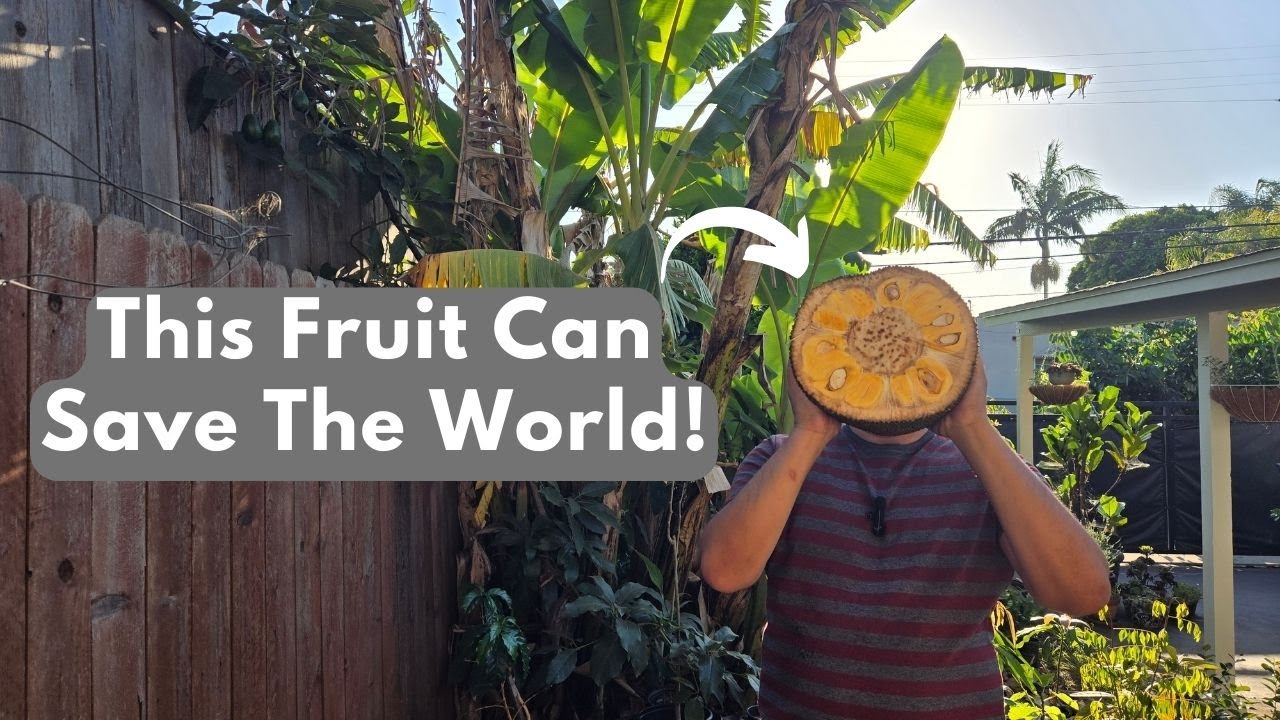 This Fruit Will Save The World! - YouTube