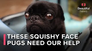 How This Dog Rescuer Saved Over 2 000 Pugs