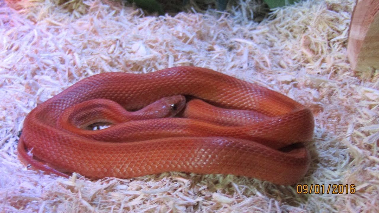 camera iphone 8 plus apk How to thaw corn snake food