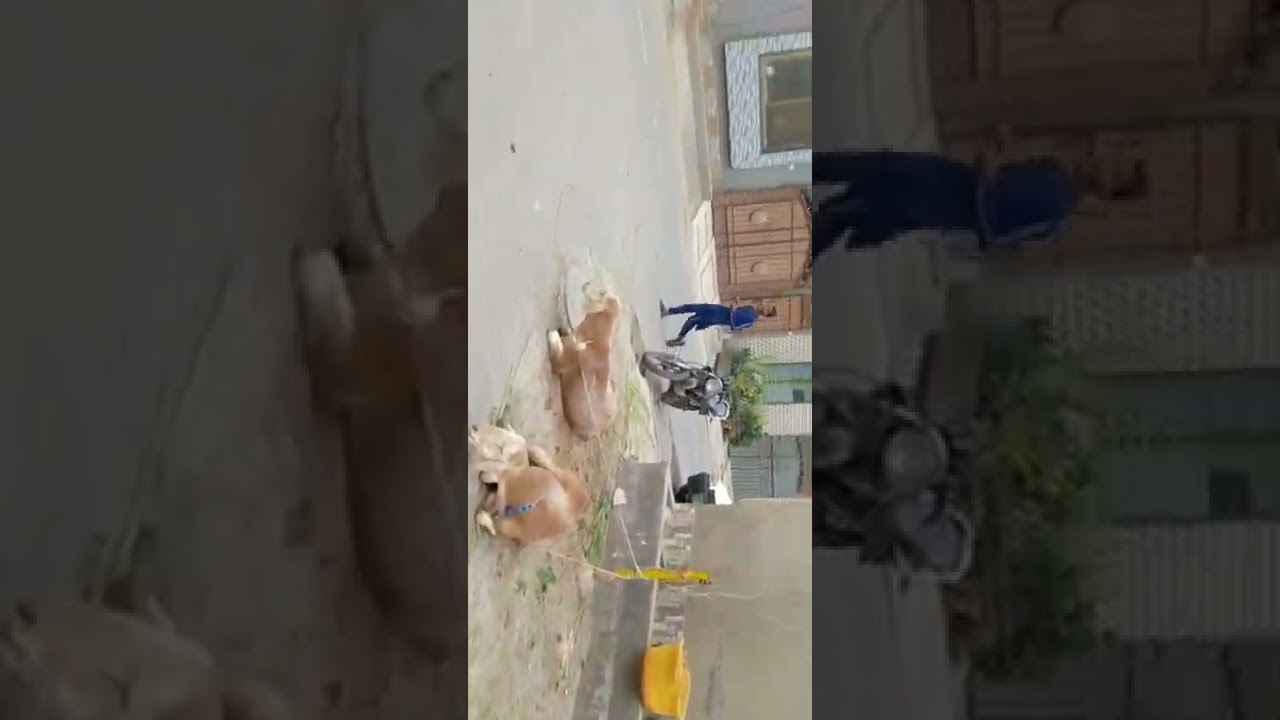 finally Qurbani k bakray le liye 2022/Eid shopping