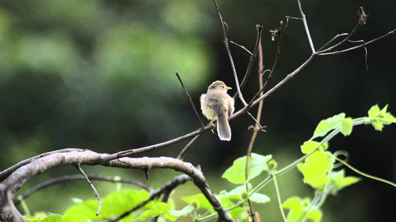 Plain Prinia, (Prinia inornata)